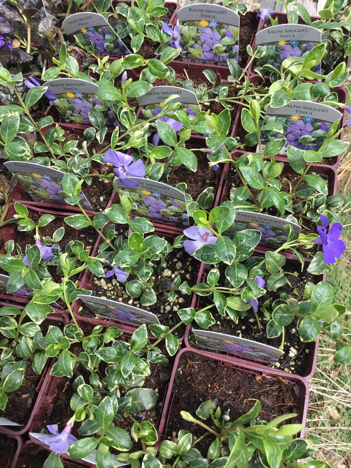 Variegated Creeping Myrtle