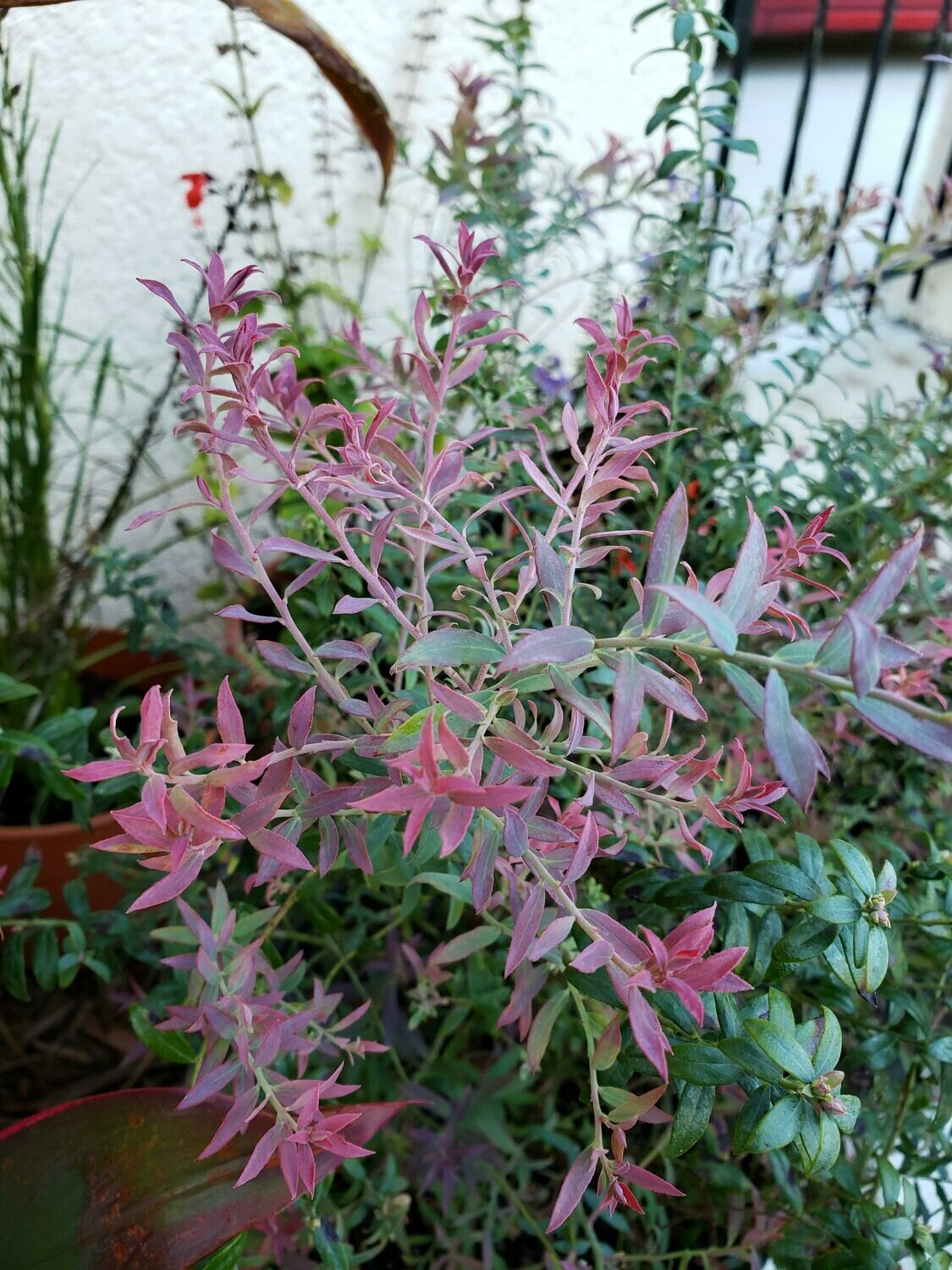 Scrub Blueberry for Sale Largo and St. Petersburg Buy