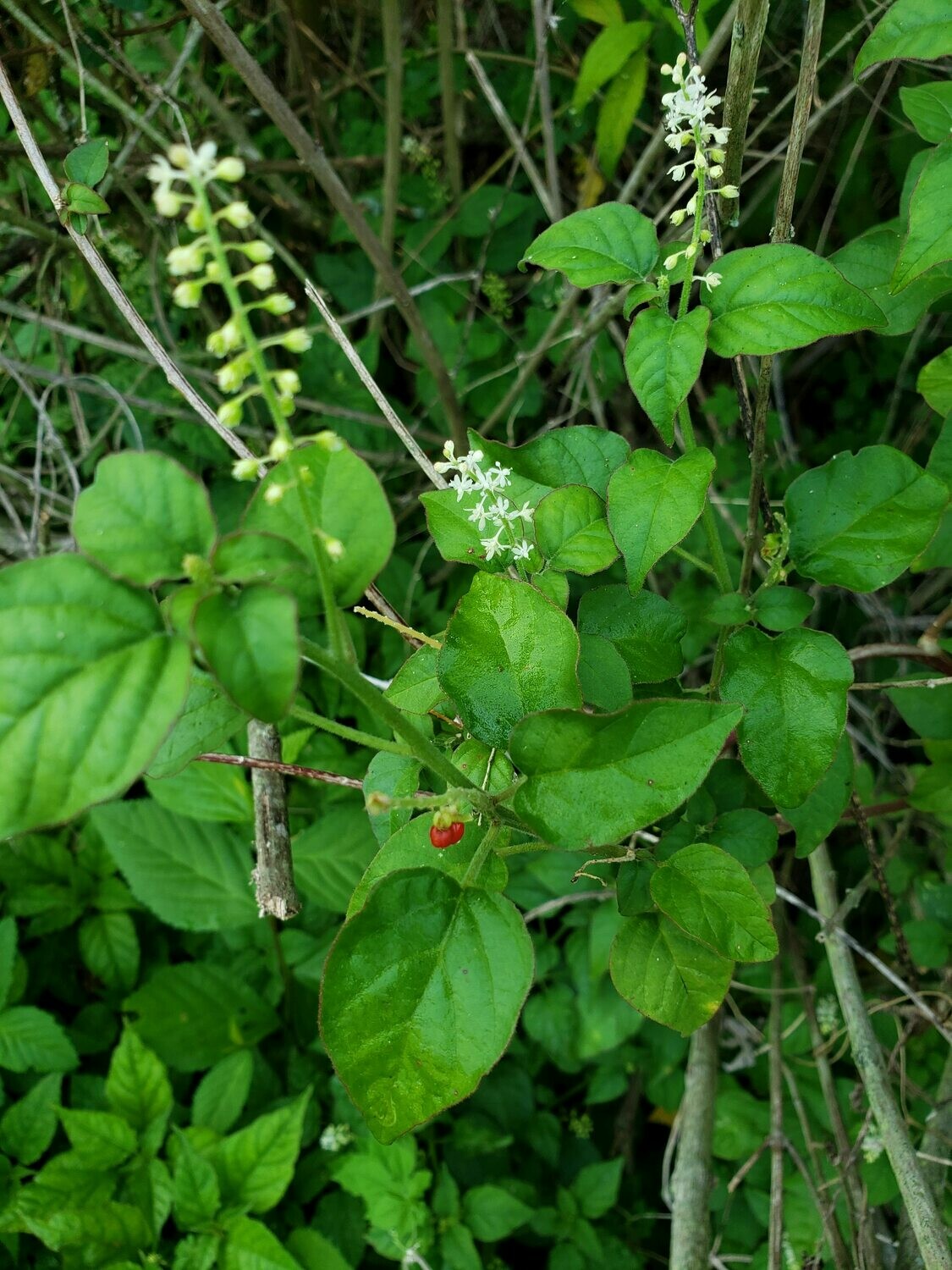 Rouge Plant for Sale Largo and St. Petersburg Buy