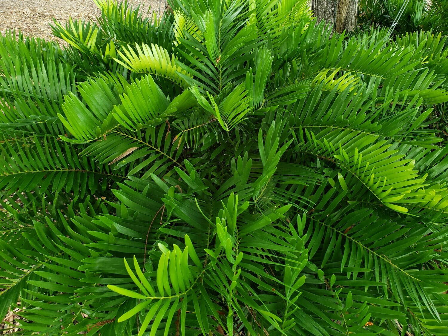 Coontie Buy Florida Friendly Plants Largo and St Coontie Buy Florida Friendly Plants Largo and St