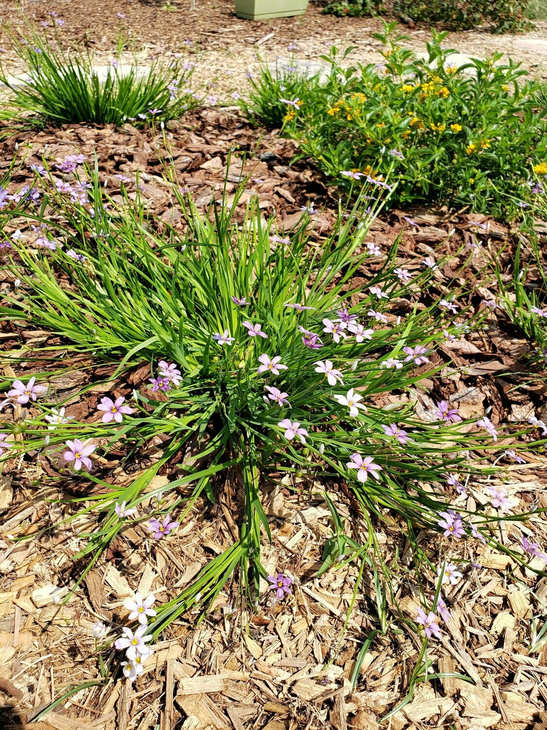 Buy Florida Friendly Plants Largo and St. Petersburg