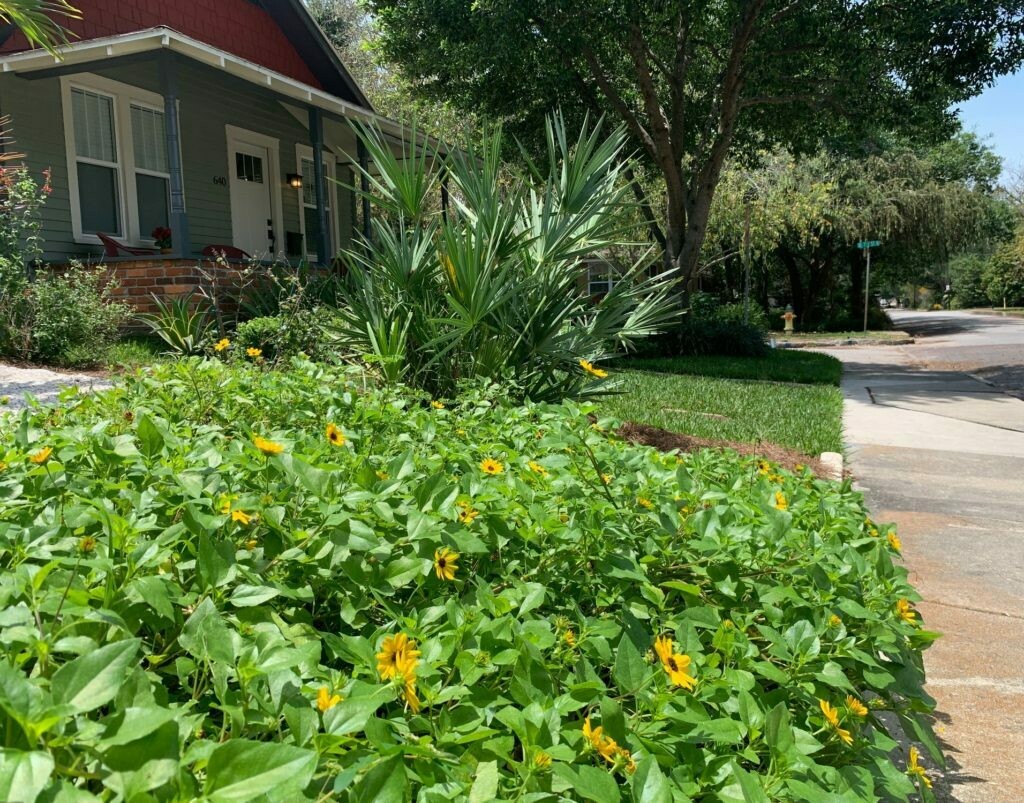 Buy Florida Friendly Plants Largo and St. Petersburg