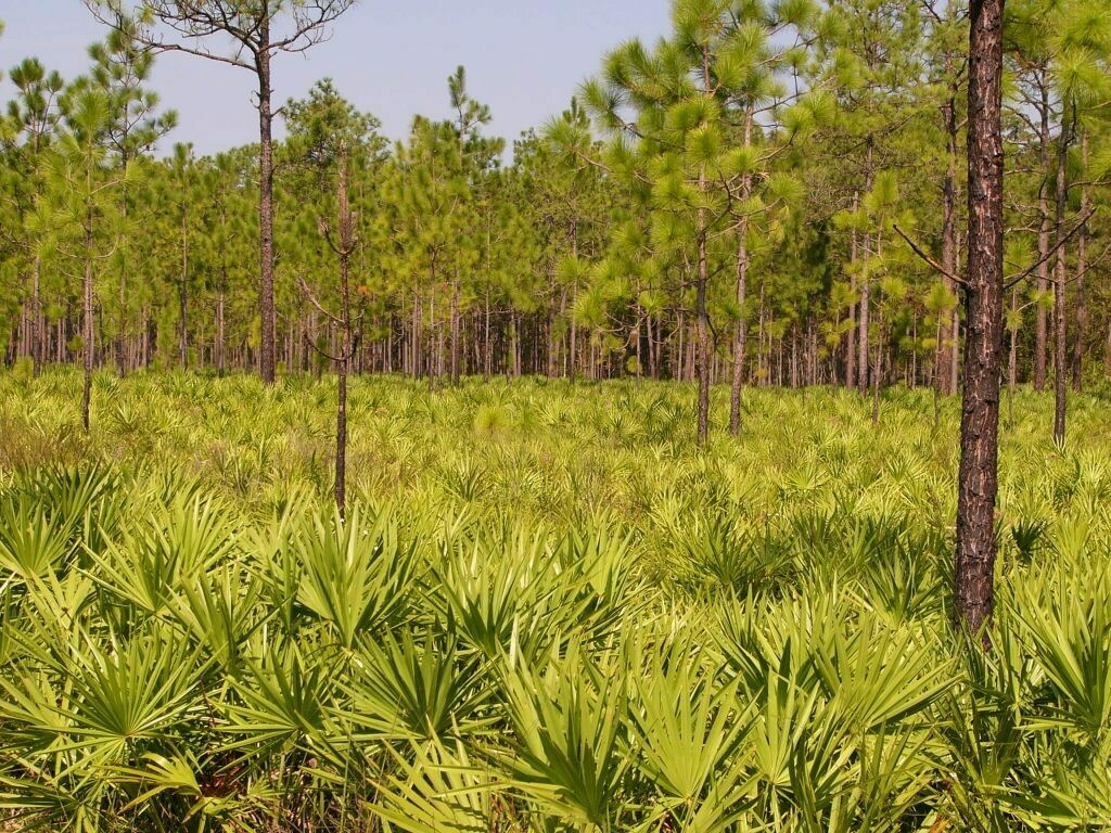 Green Saw Palmetto Buy Florida Friendly Plants Largo and St. Petersburg