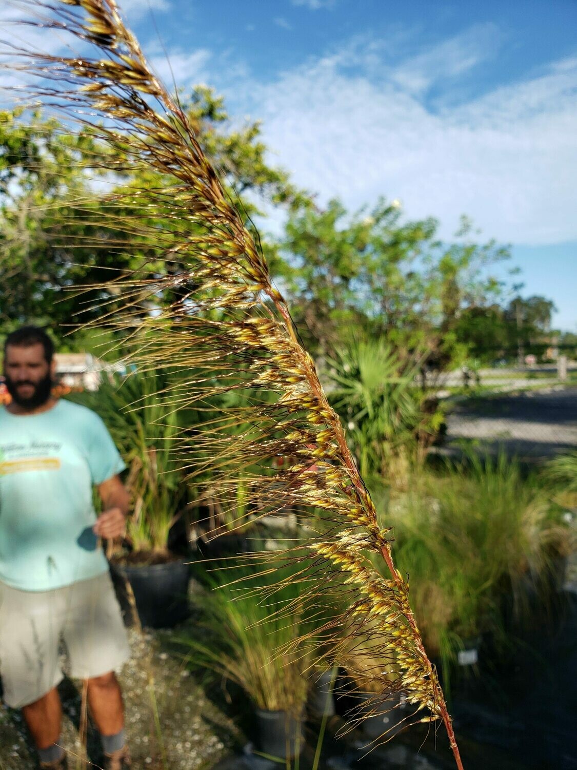 Lopsided Indian Grass for Sale Largo and St. Petersburg
