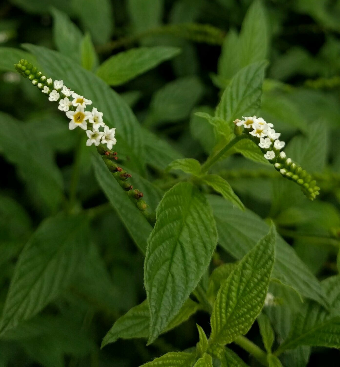 Scorpiontail for Sale - Largo and St. Petersburg | Buy Florida Friendly