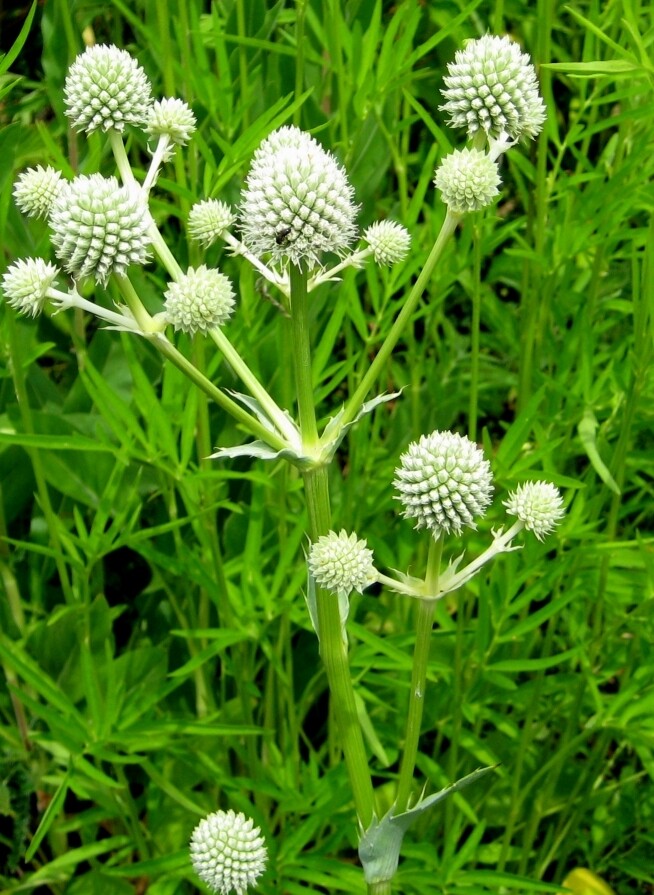 Button Rattlesnake Master for Sale Largo and St. Petersburg Buy