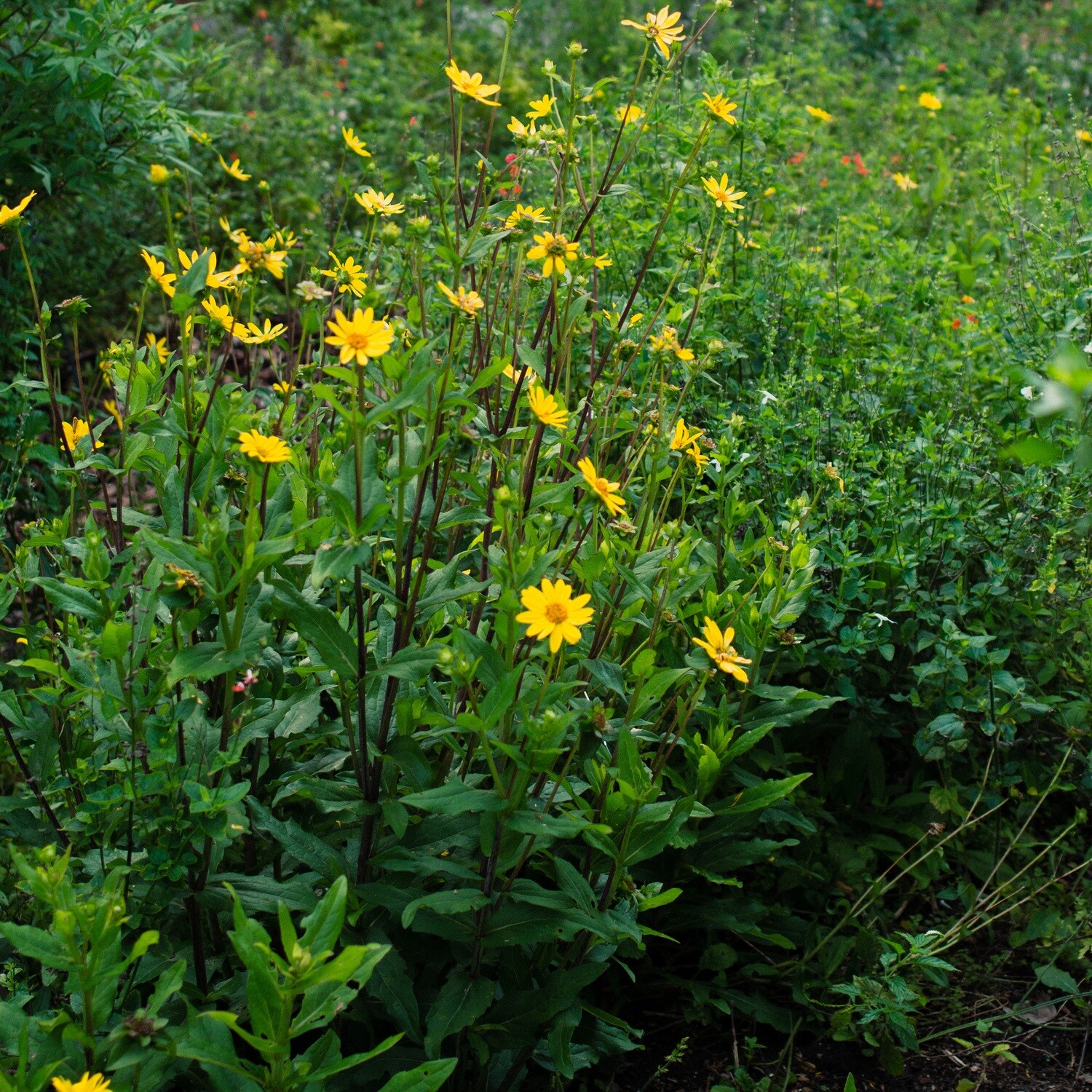 Starry Rosinflower for Sale Largo and St. Petersburg