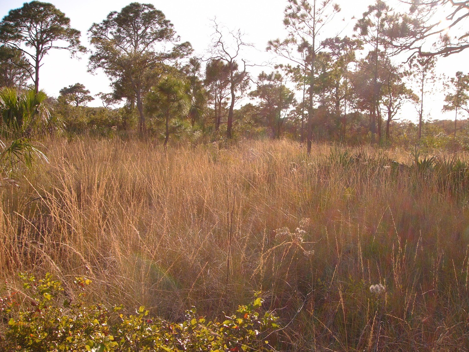 Southern Wiregrass for Sale Largo and St. Petersburg