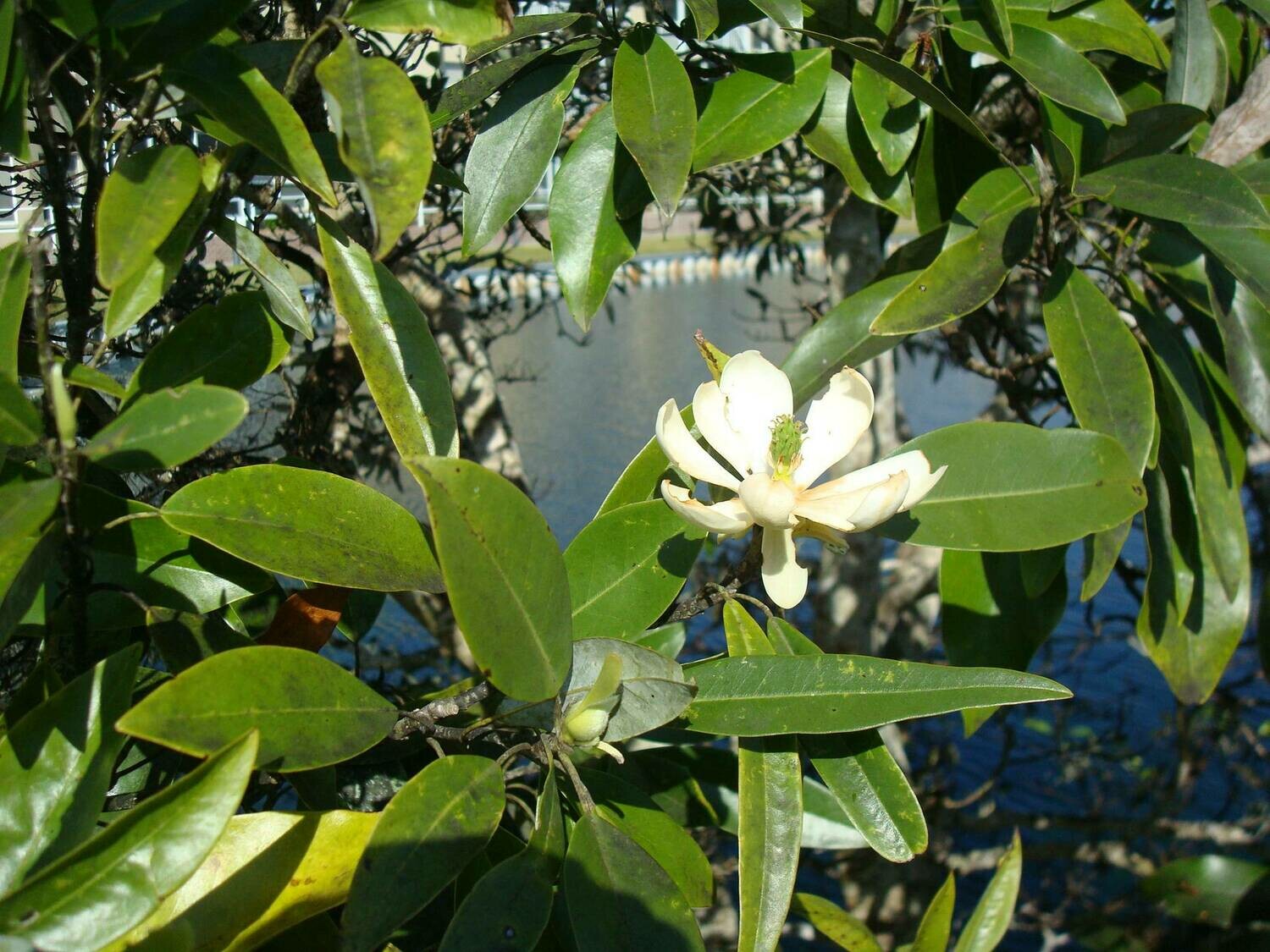 Sweetbay Magnolia Buy Florida Friendly Plants Largo and St. Petersburg