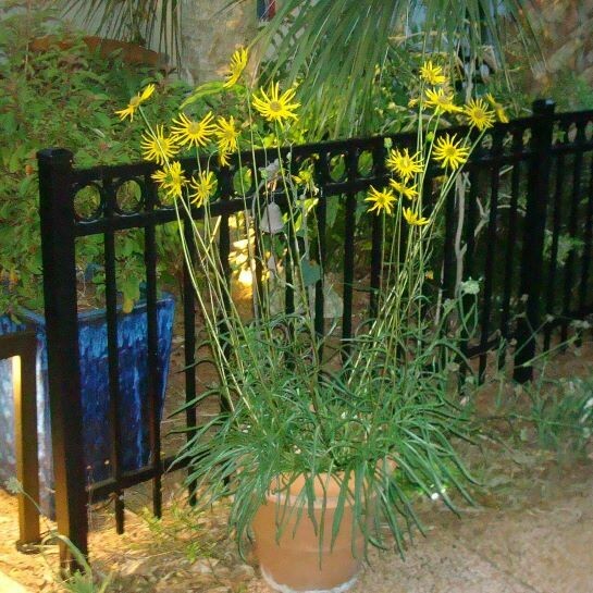 Lakeside Sunflower for Sale - Largo and St. Petersburg | Buy Florida