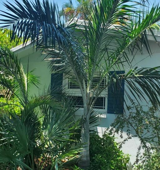 Buccaneer Palm for Sale - Largo and St. Petersburg | Buy Florida