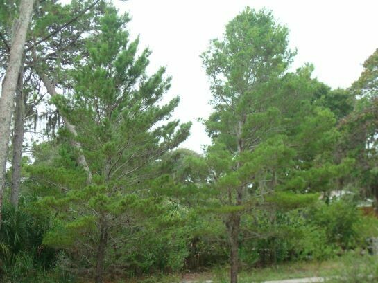 Buy Florida Friendly Plants - Largo and St. Petersburg