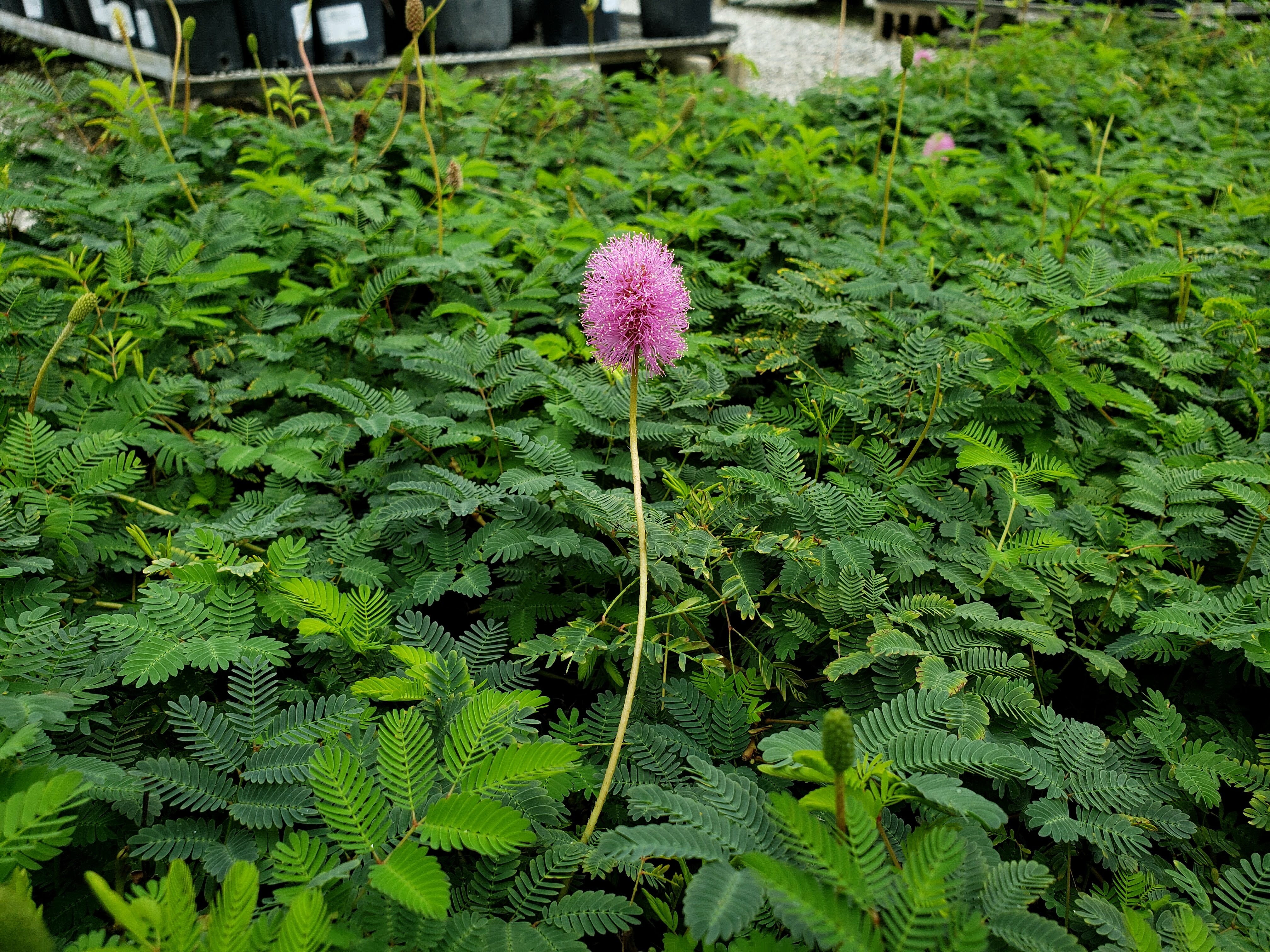 Native Groundcovers | Buy Florida Friendly Plants - Largo and St