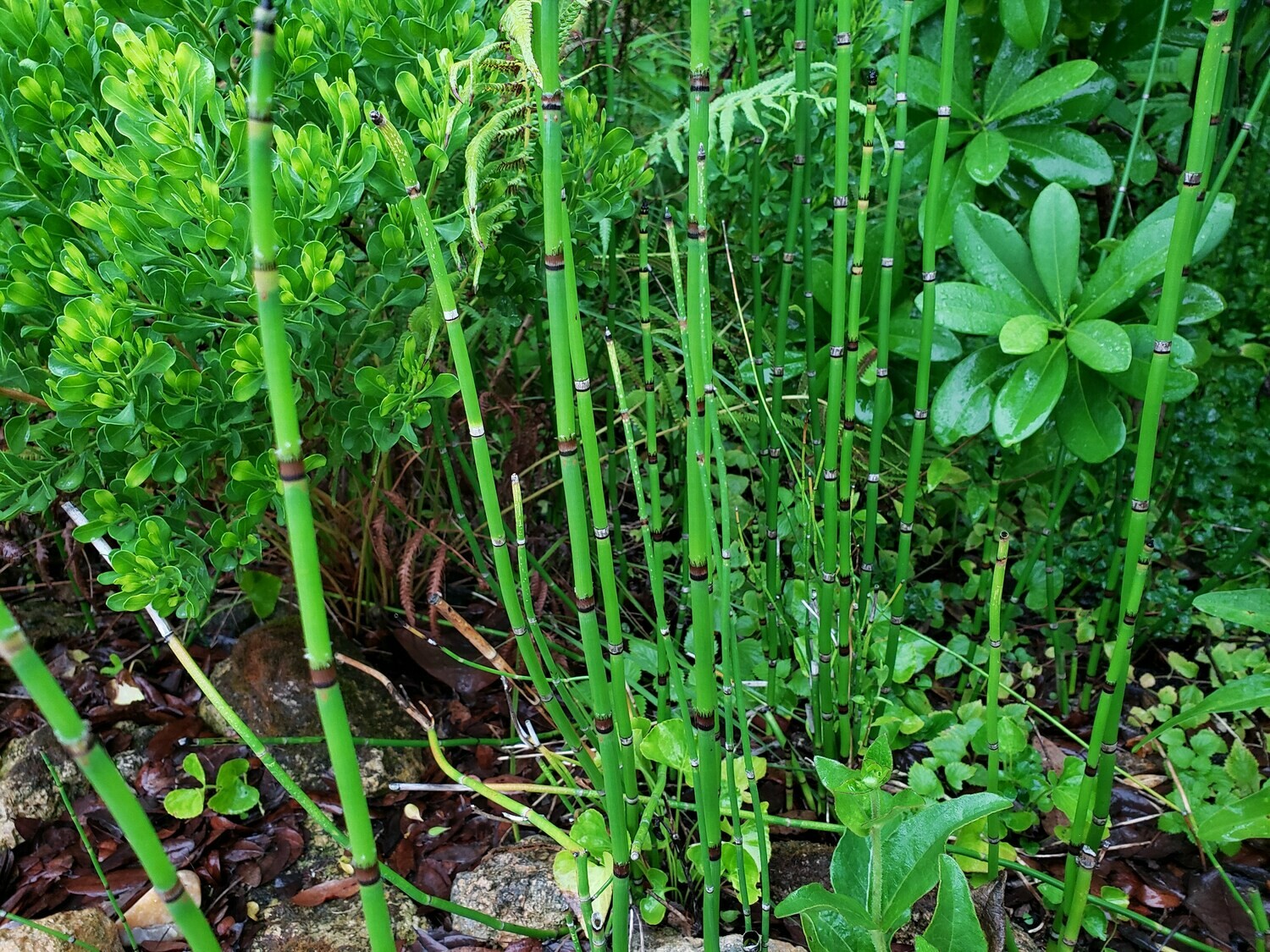 Buy Florida Friendly Plants Largo and St. Petersburg