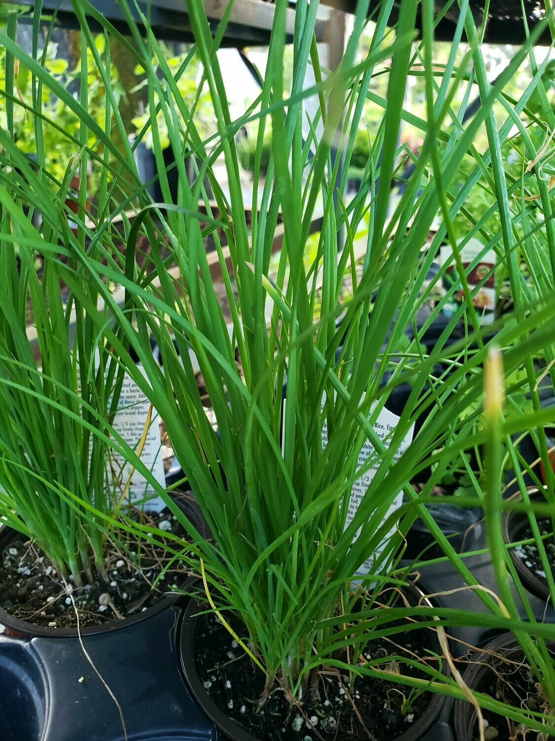 Garlic Chives Buy Florida Friendly Plants Largo and St. Petersburg