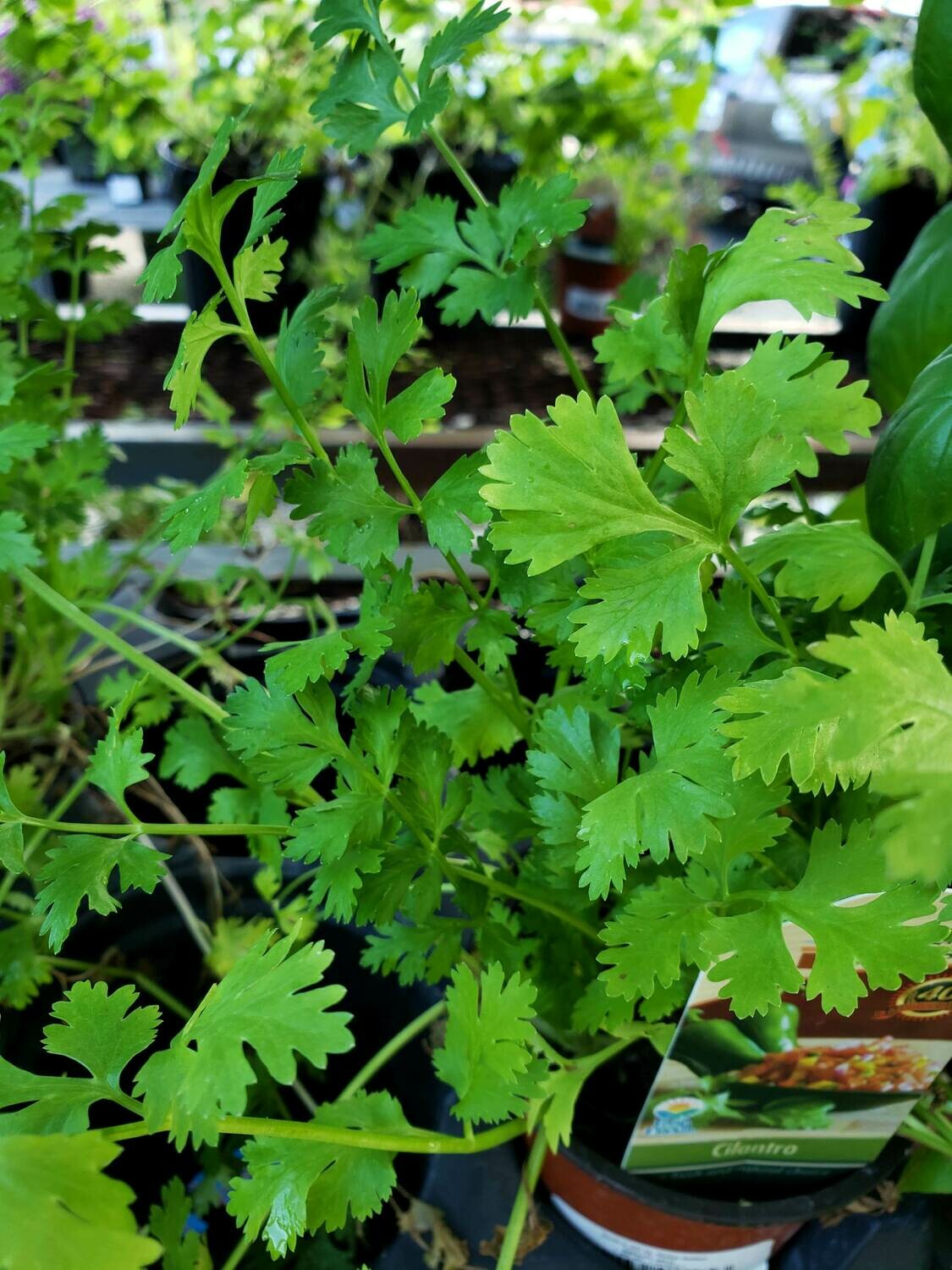 Cilantro Buy Florida Friendly Plants Largo and St. Petersburg