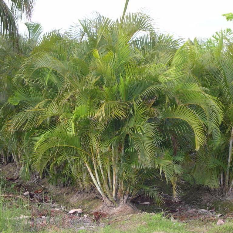 Non-Native Palms & Cycads | Buy Florida Friendly Plants - Largo and St