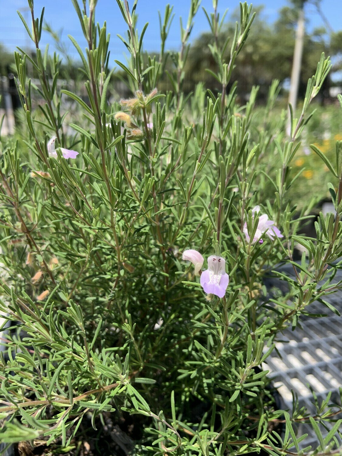 Buy Florida Friendly Plants Largo and St. Petersburg