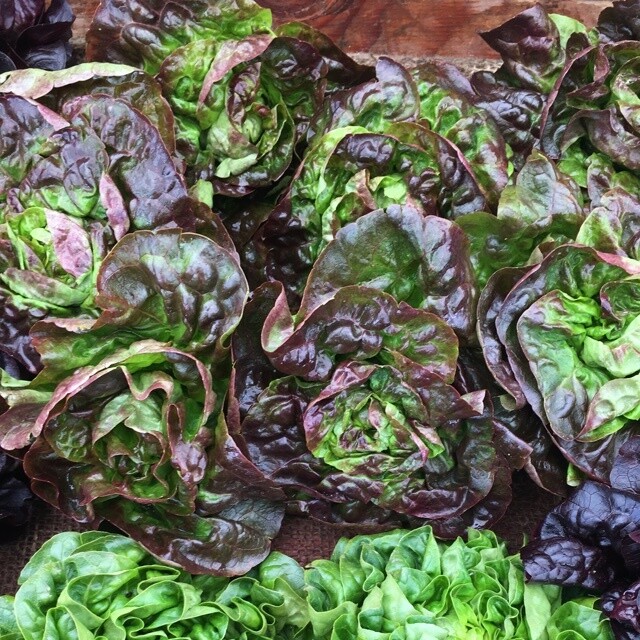 Organic Lettuces