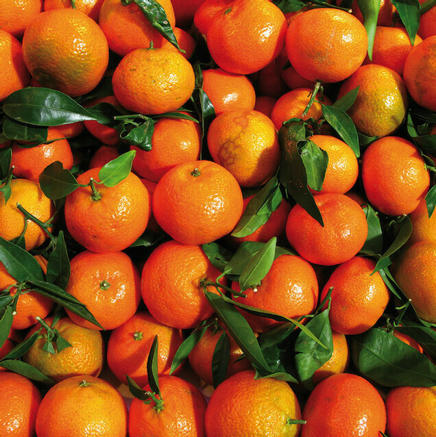 Organic Tangerines