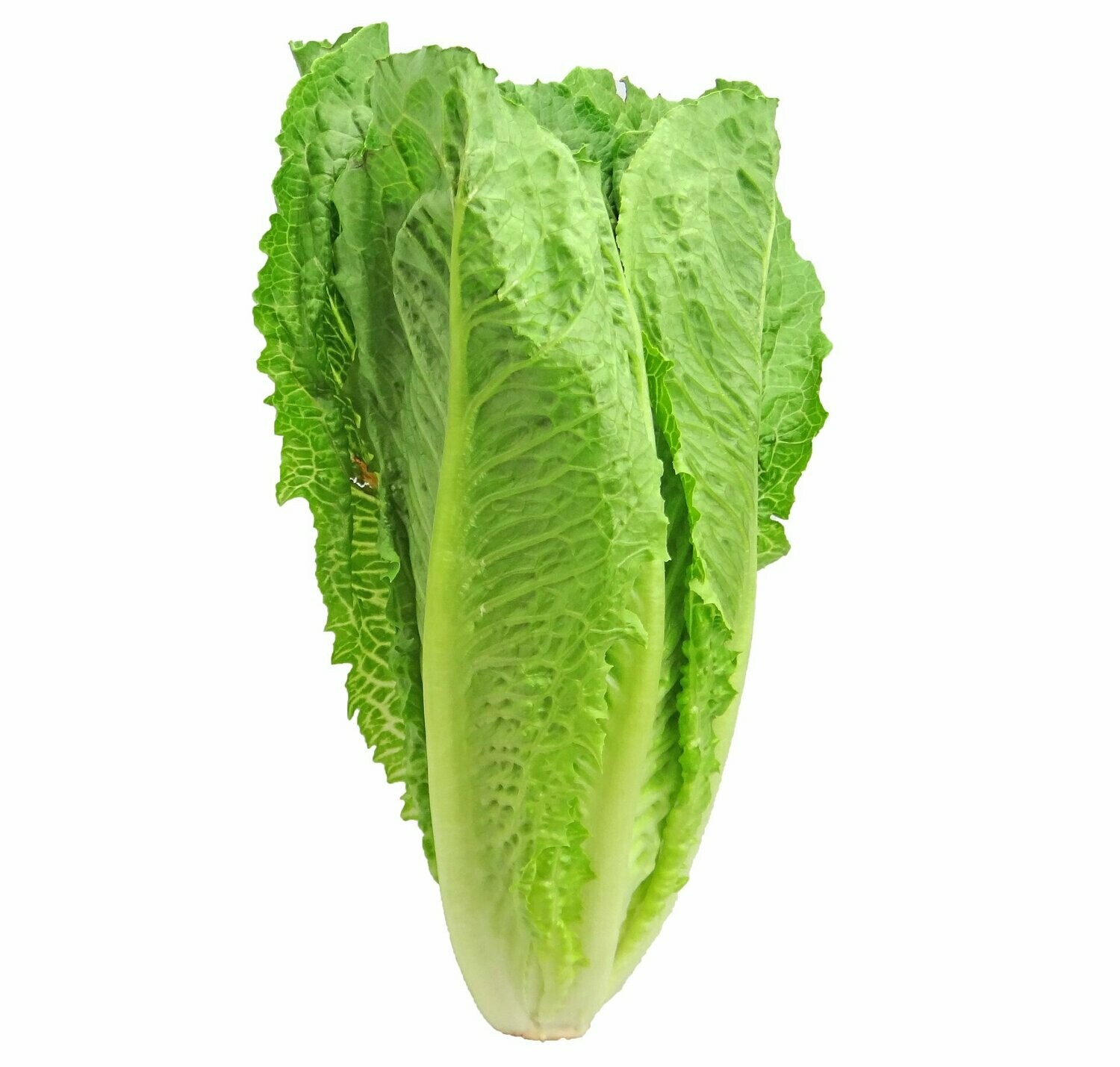 Romaine Lettuce (head) Vitruvian Farms