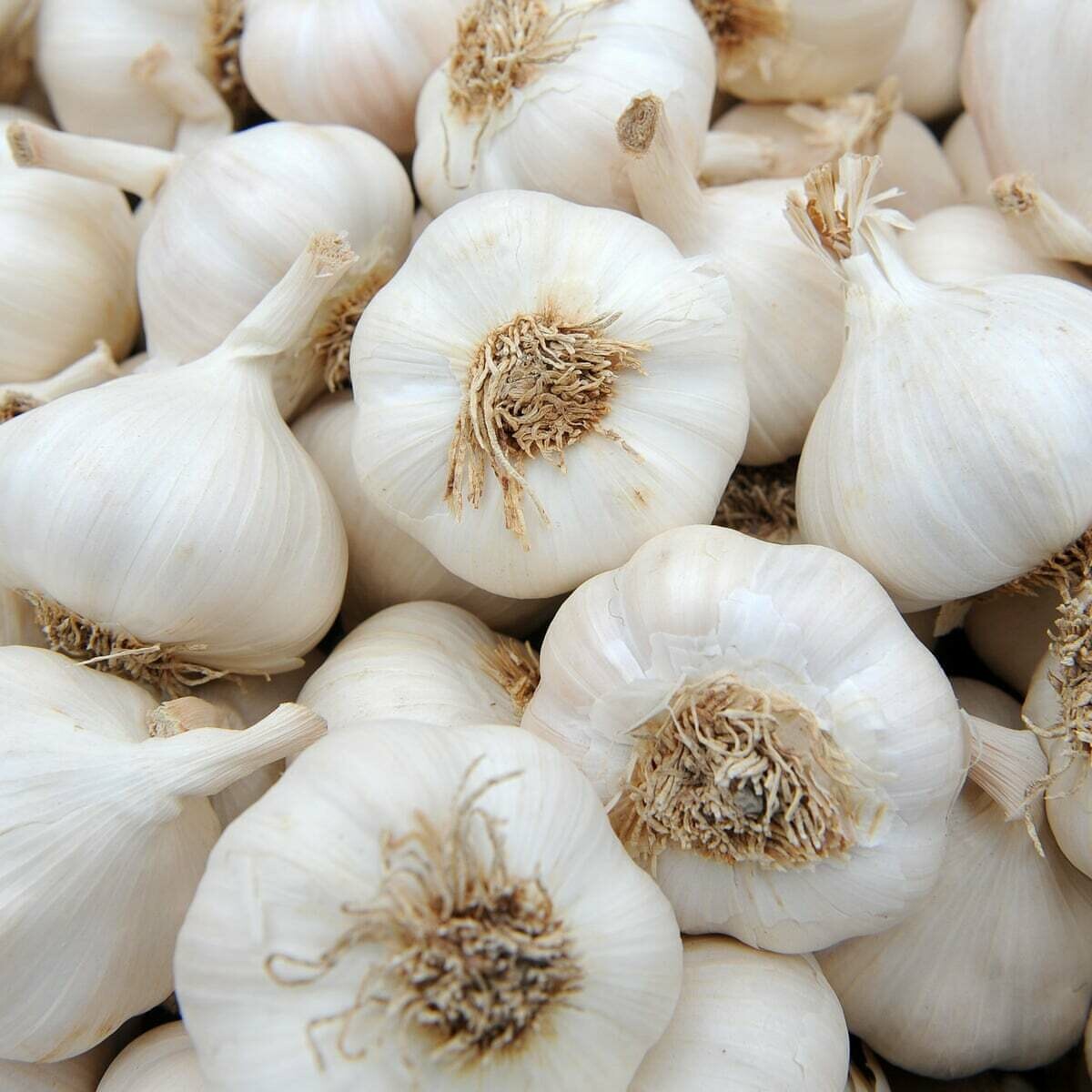 Garlic (bulb) Driftless Organics