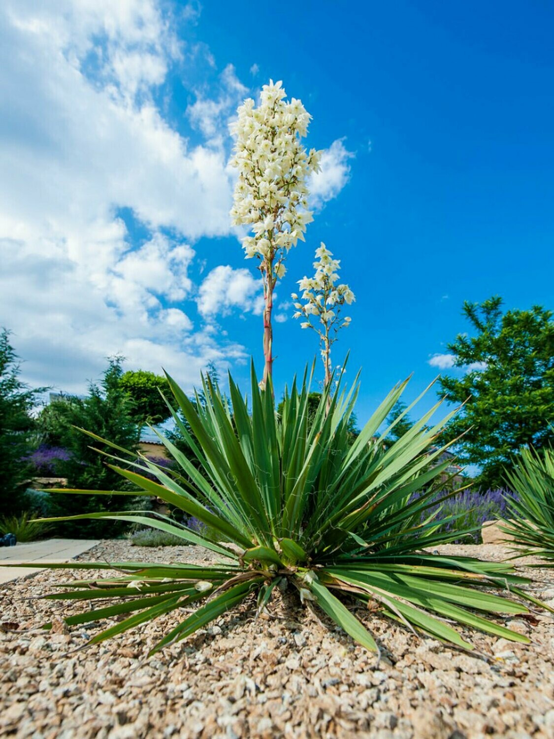Yucca, Soft Leaf Pendula 5 Gallon Store Fossil Creek