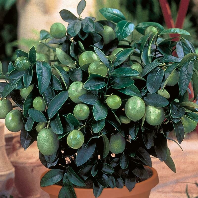 Key Lime Bush 3 Gallon Store Fossil Creek Tree Farm Nursery