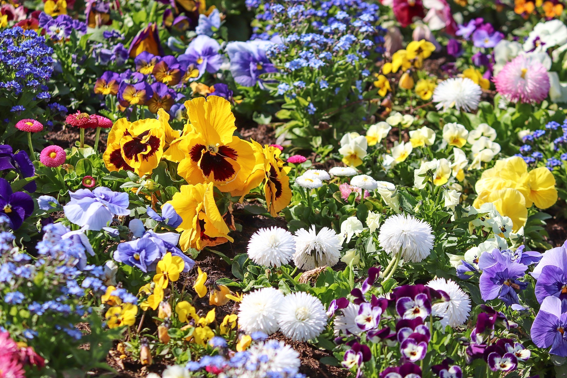 Bedding Plants & Spring Colour Vouchers