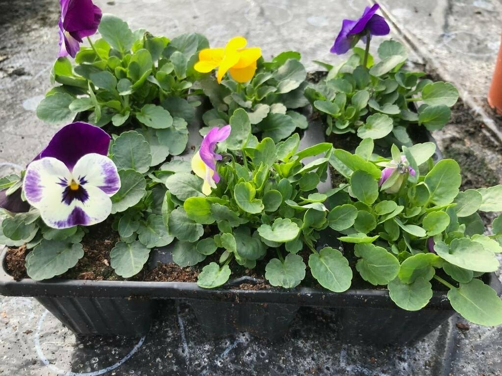 6 pack Viola mix