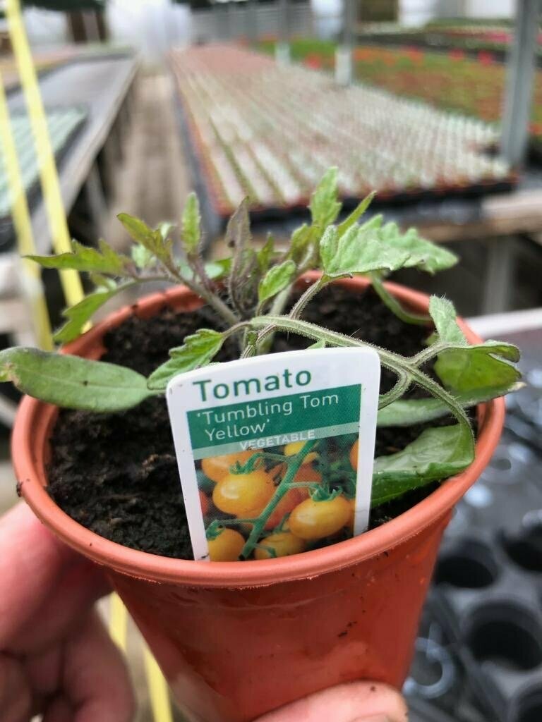 Tumbling Tom Yellow Tomato