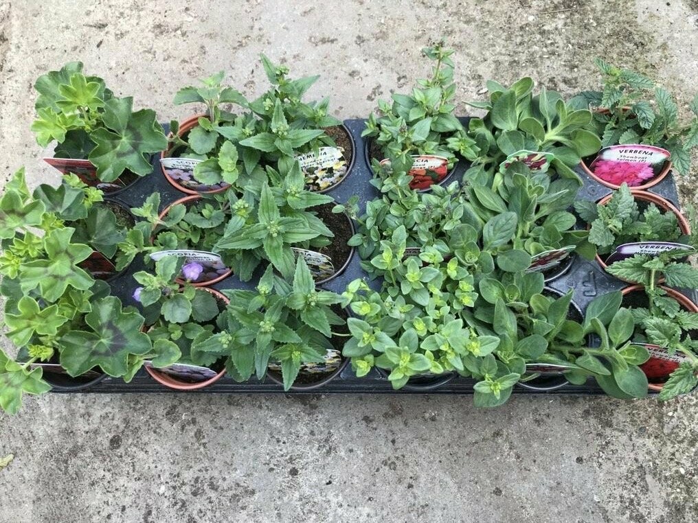 Trailing bedding plant Selection 18 tray