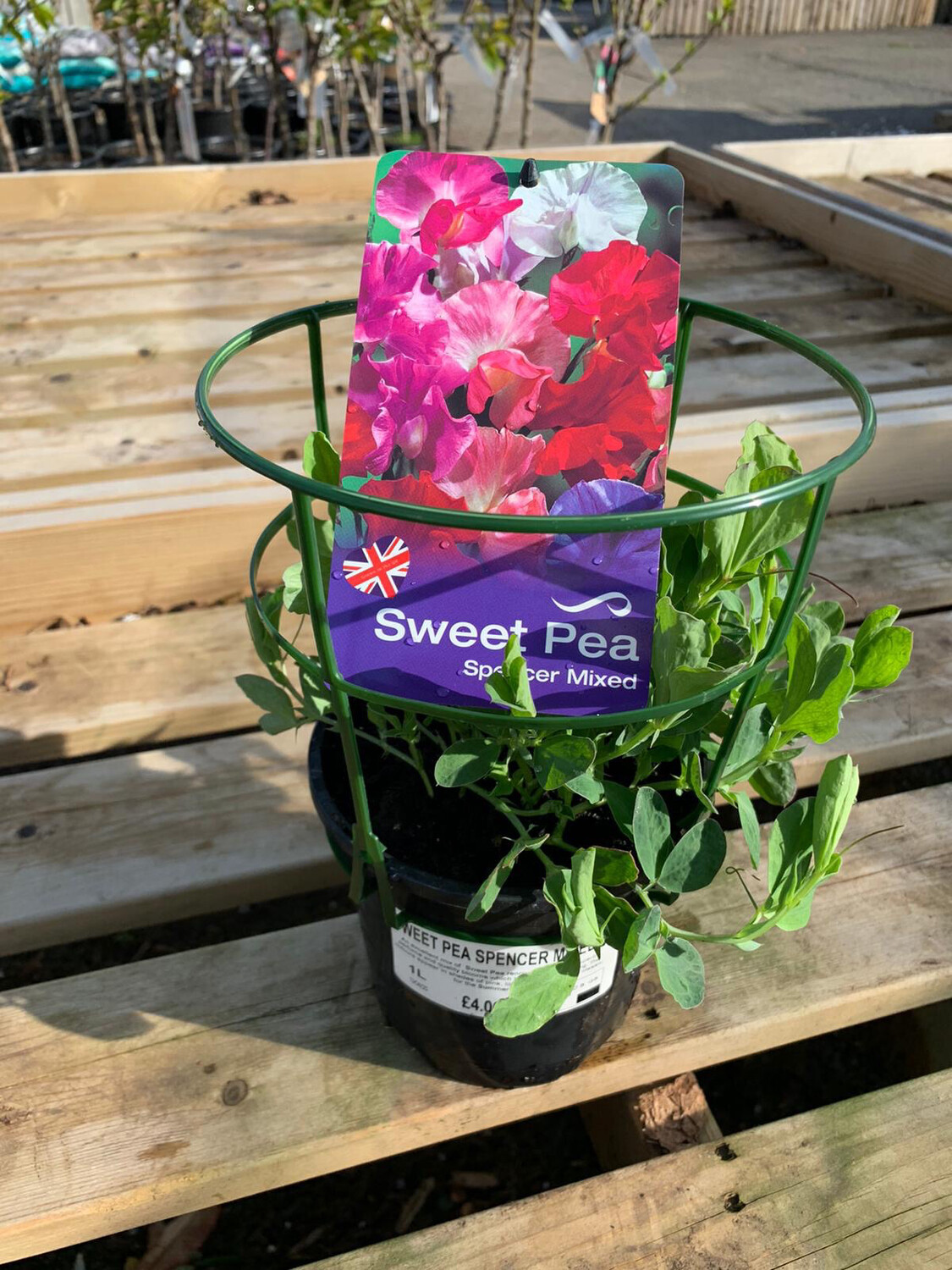 Sweet Peas Large Pot with Grow Frame