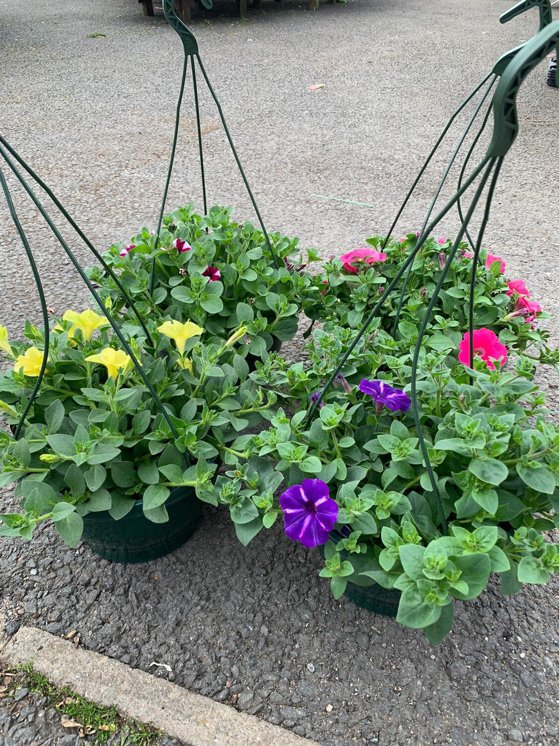 Petunia Hanging Basket