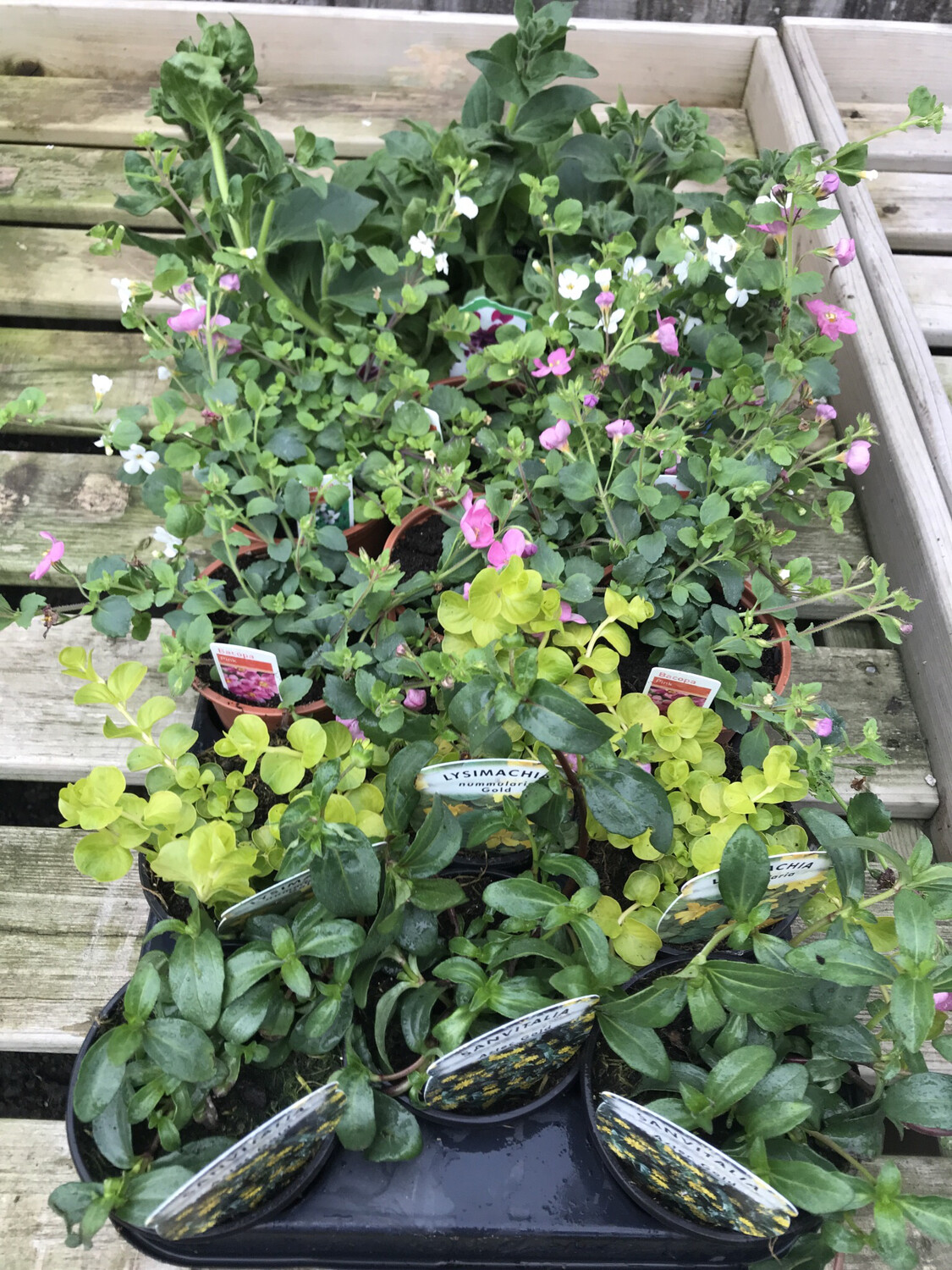 9cm Pot Trailing Plant Mix