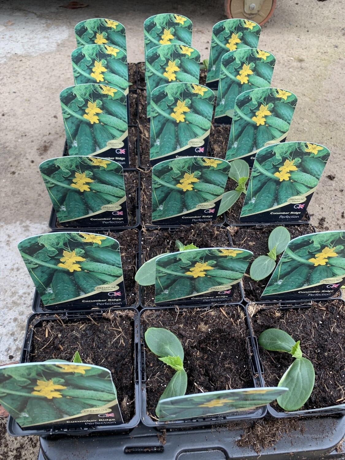 Cucumber Ridge Perfection