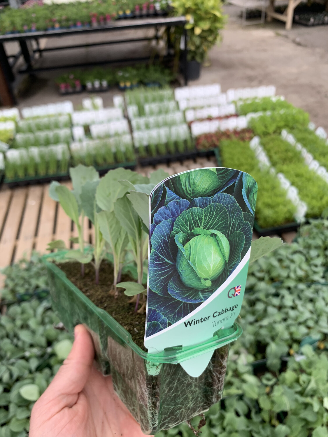 storing cabbage for winter