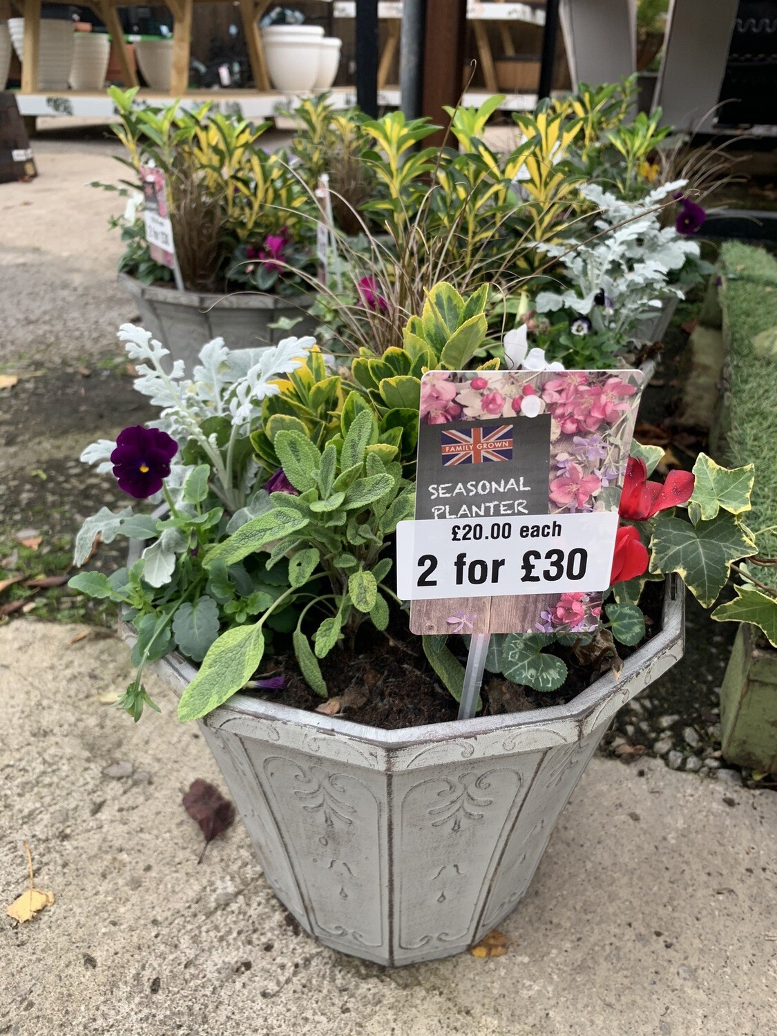 30cm Seasonal Bedding Planter