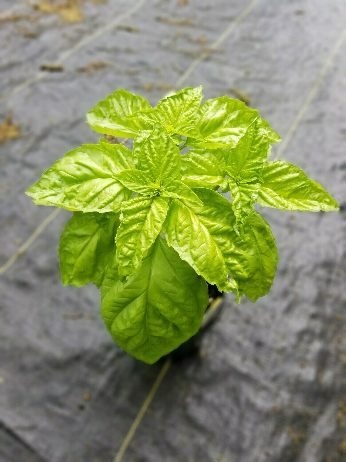 Lettuce Leaf Basil 4in Rd