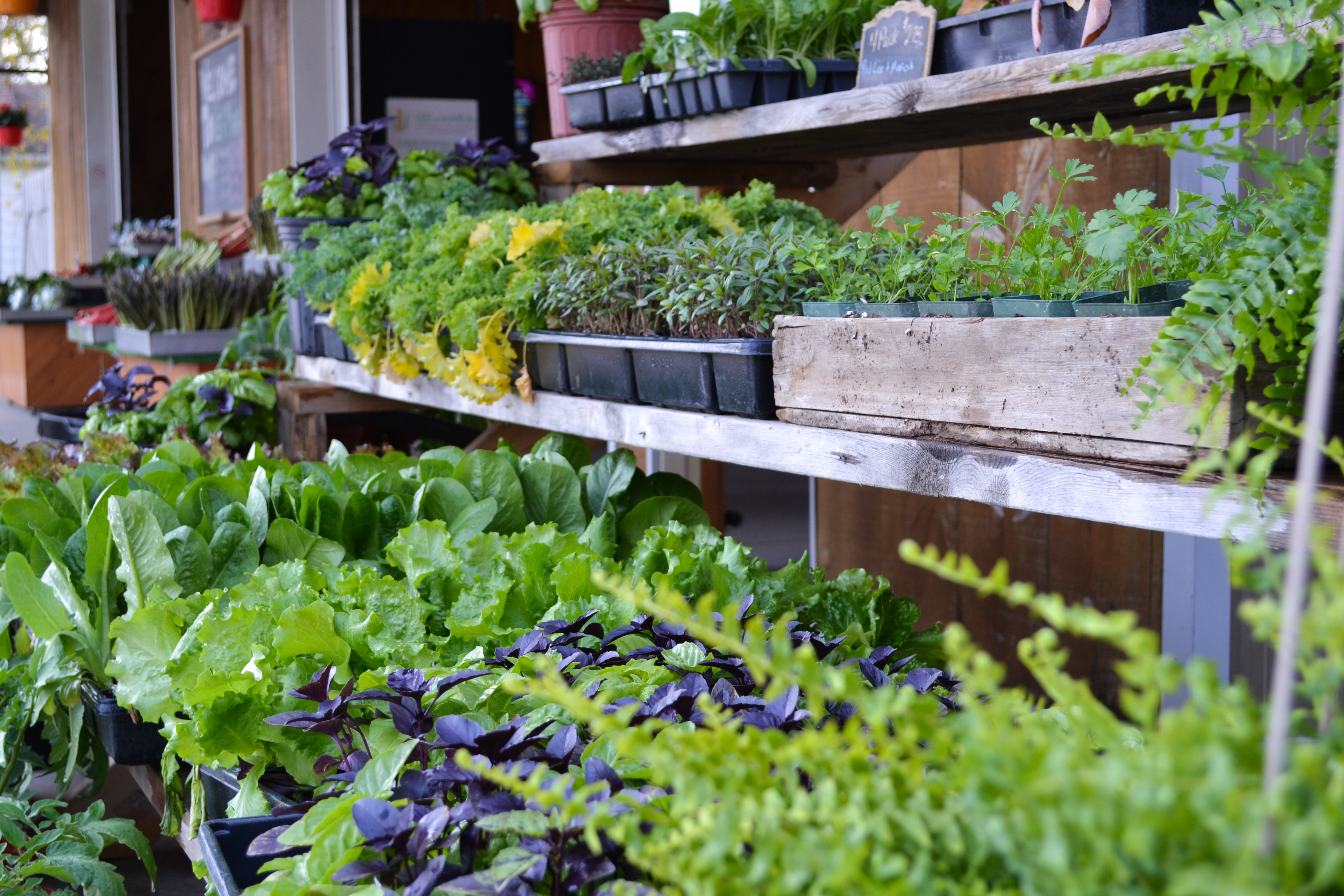 Fresh Herbs Market Online Pickup OnFarm or Have it Delivered Lee