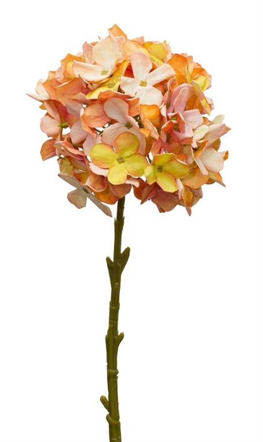Orange Hydrangea 2848 HEM