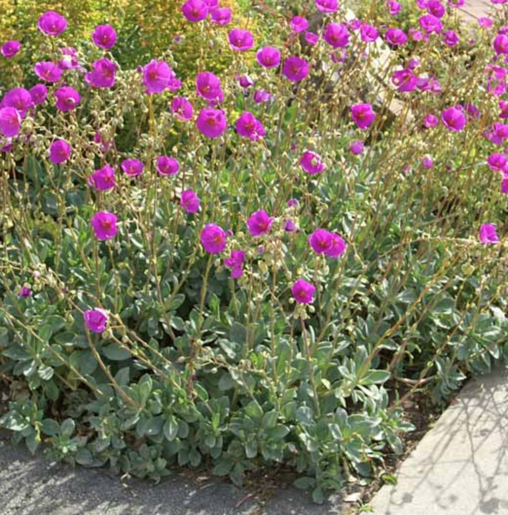 MBN 1Gal Calandrinia spectabilis Store The Plant Foundry