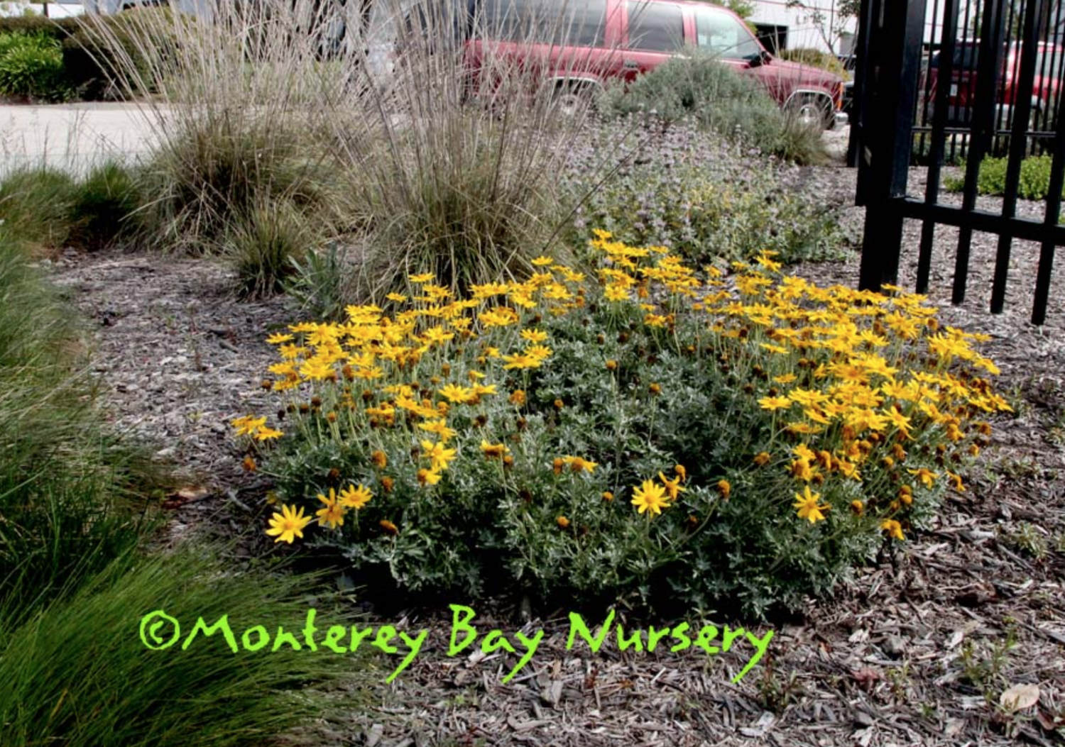 MBN 1Gal Eriophyllum lanatum ‘Siskiyou’ – Store – The Plant Foundry