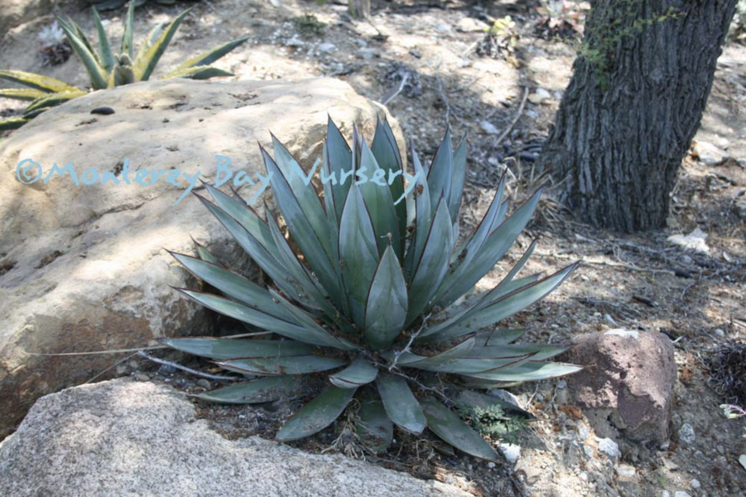 MBN 1Gal Agave ‘Blue Glow’ Store The Plant Foundry