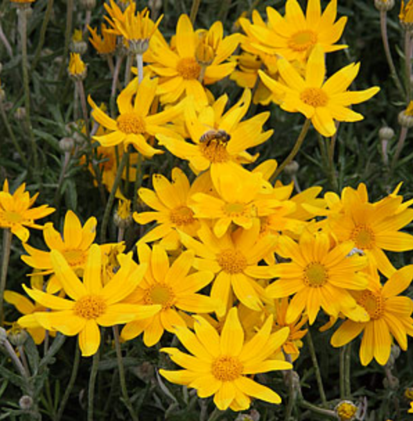 Suncrest 1Gal Eriophyllum lanatum ‘Siskiyou’ – Store – The Plant Foundry