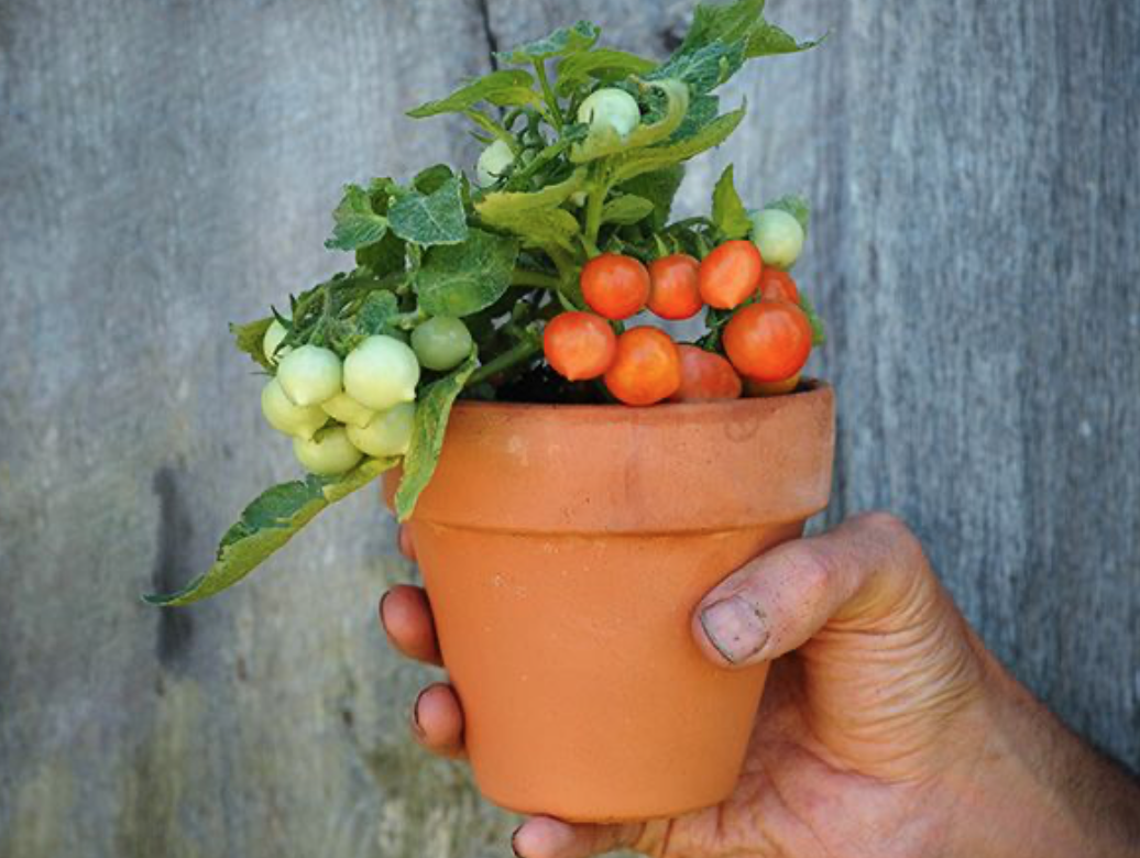Baker Creek Tomato Micro Tom Store The Plant Foundry