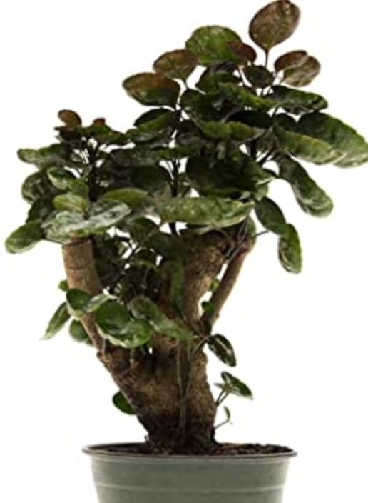 LAT 6" Aralia Fabian Stump Store The Plant Foundry