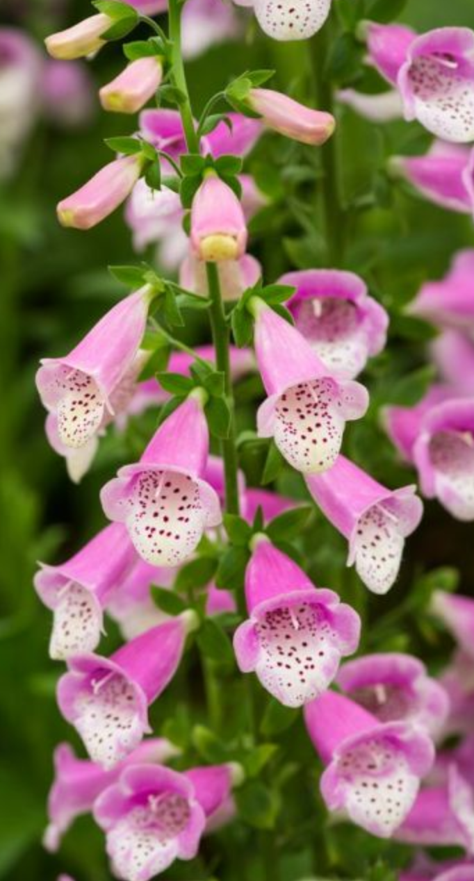 MBN 1Gal Digitalis ‘Lucas Pink’ Store The Plant Foundry