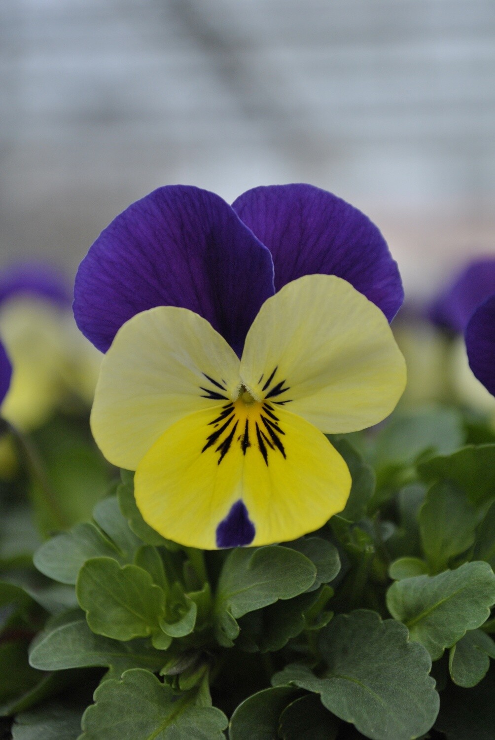 Viola, ColorMax Yellow Jump Up, 4Pack