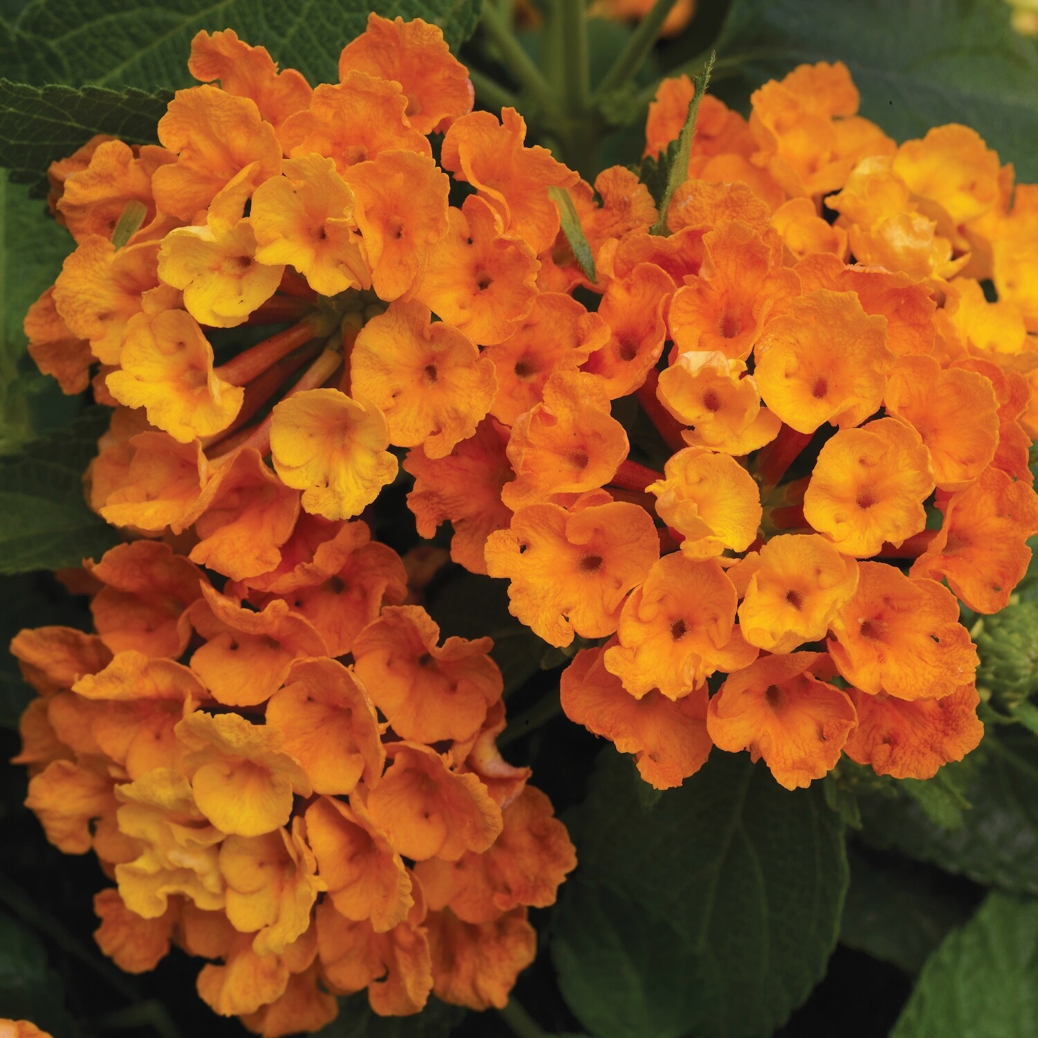 Lantana, Luscious Marmalade, 4.5" Pot